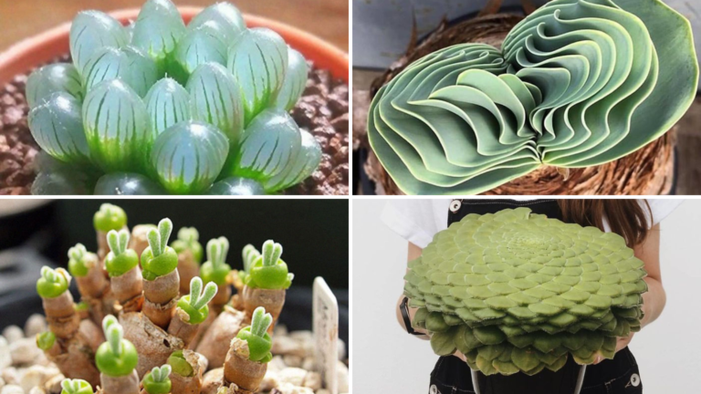 30 Bizarrely Beautiful Succulents That Look Like They’re From Outer Space