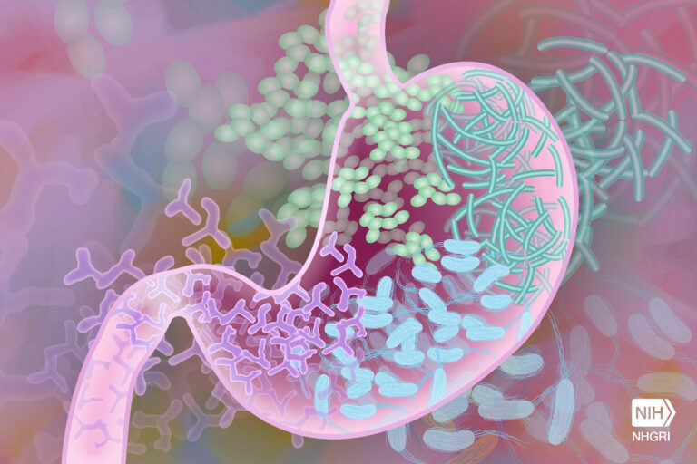 Unlocking Cognitive Potential: How Gut Health Interventions May Combat Decline