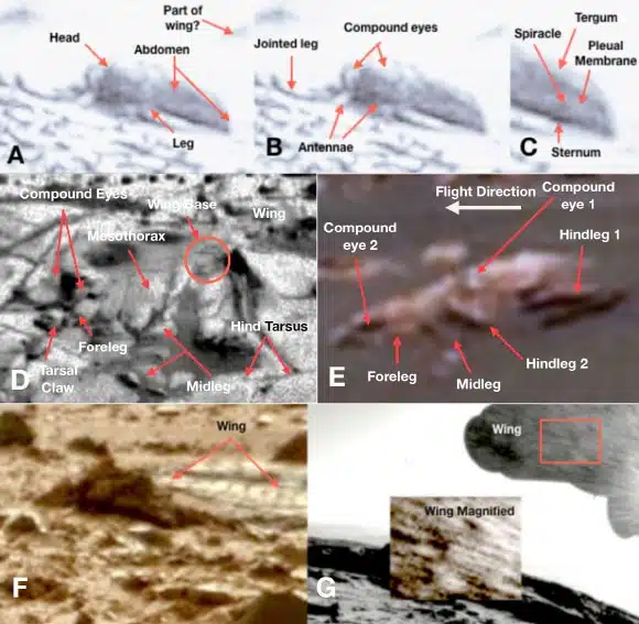 Nasa Rover Captures Possible Insect Like Life On Mars, Showing Wings And Legs.